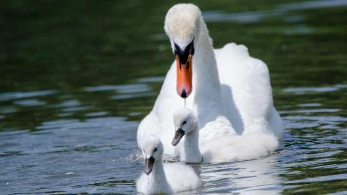 witte zwaan - zwanen - kleine zwaan - vrouwelijke zwaan - moederzwaan - rememberme pets